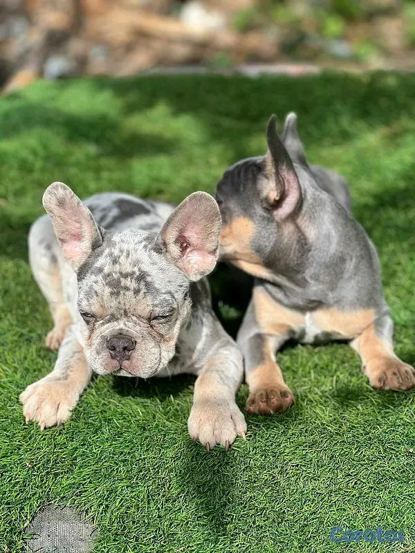 animales y mascotas - hermosos Cachorros buldog frances  2