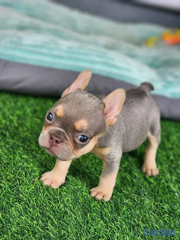 animales y mascotas - hermosos y adorables cachorritas buldog frances  5