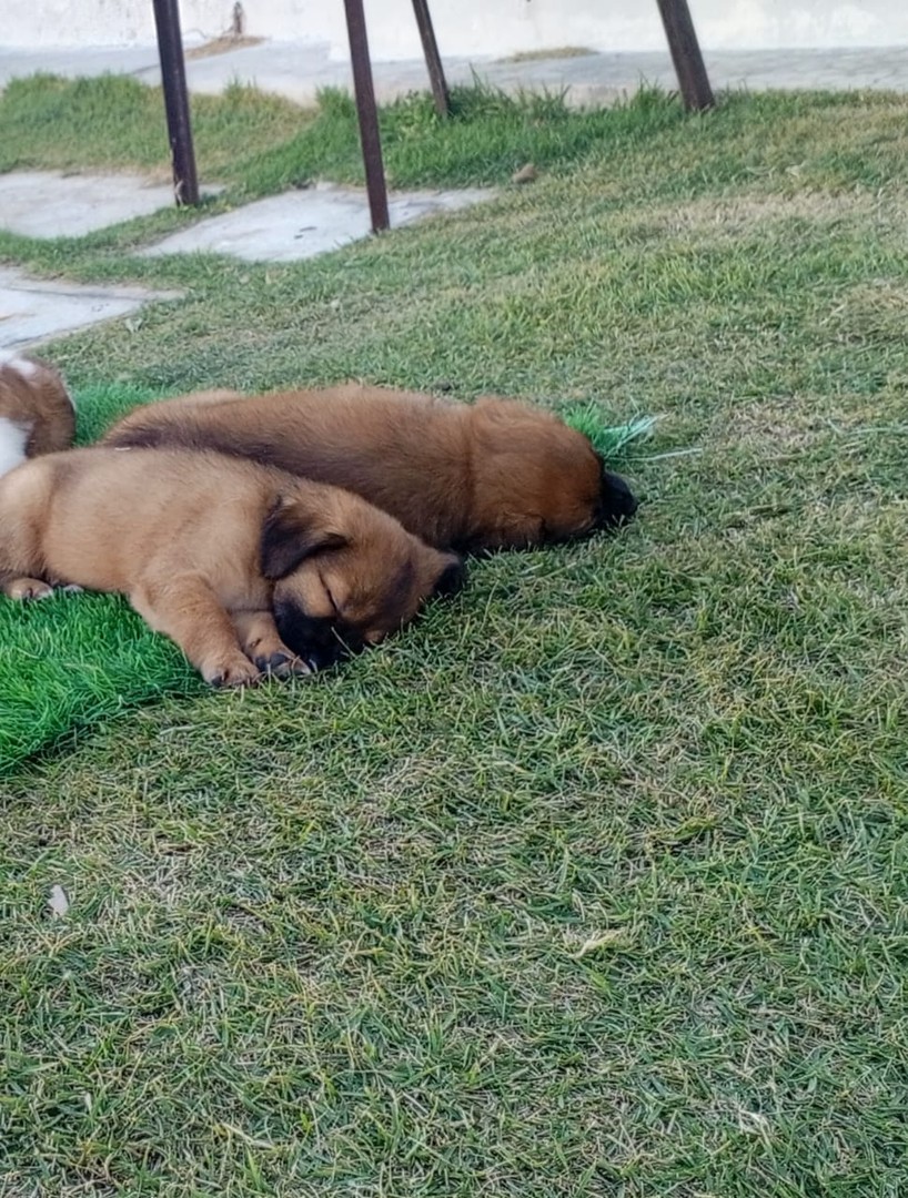 animales y mascotas - Venta de cachorro con madre Shepo con 2 meses de edad y deparacitados. 3