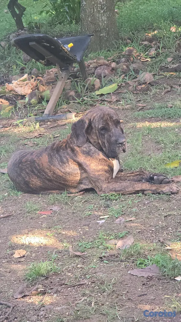 animales y mascotas - Fila brasileño  15