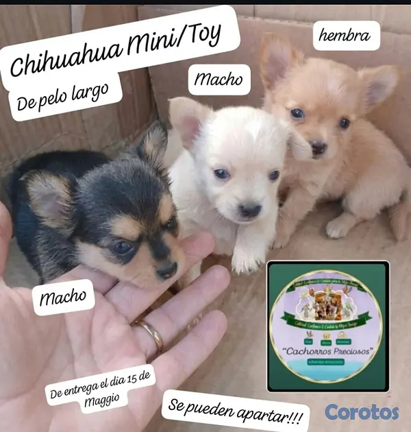 animales y mascotas - Chihuahua Mini de pelo largo  4