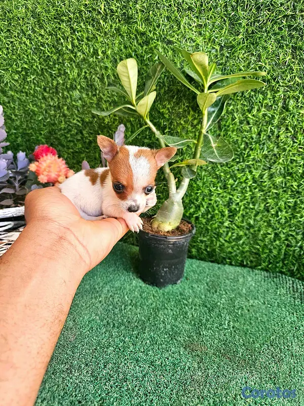 animales y mascotas - hermosos cachorritos de Chihuahua mini 9