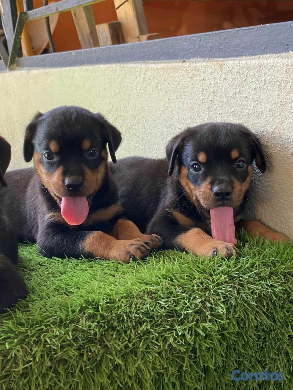 animales y mascotas - Rottweiler  4