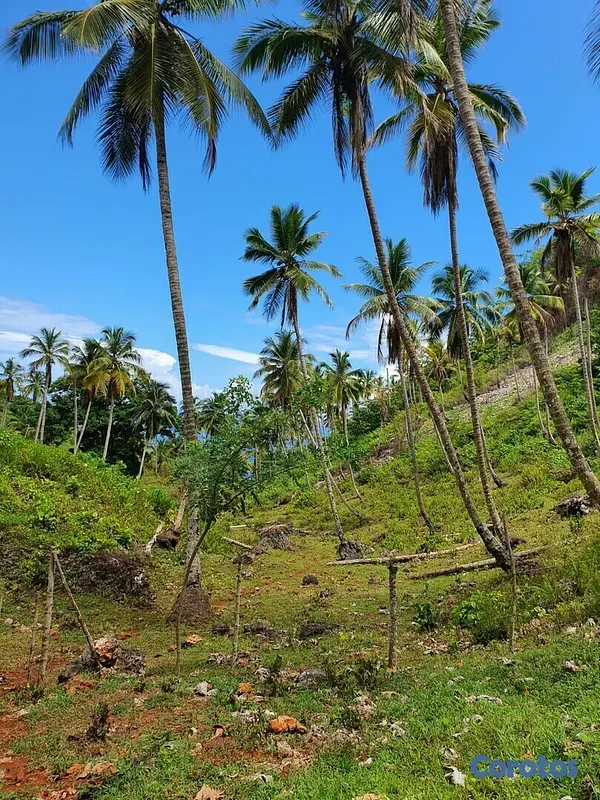 solares y terrenos - Terreno en las Terrenas de 145,664 m².
 2