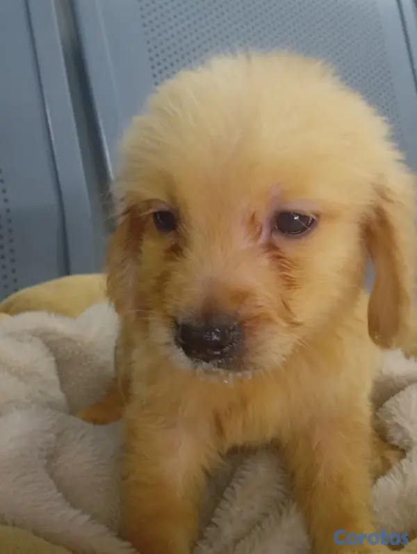 animales y mascotas - Golden Retrivers  4