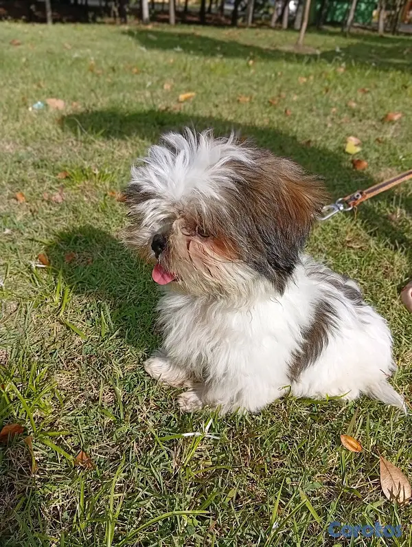 animales y mascotas - HERMOSO SHIHTZU MACHO 💙  6