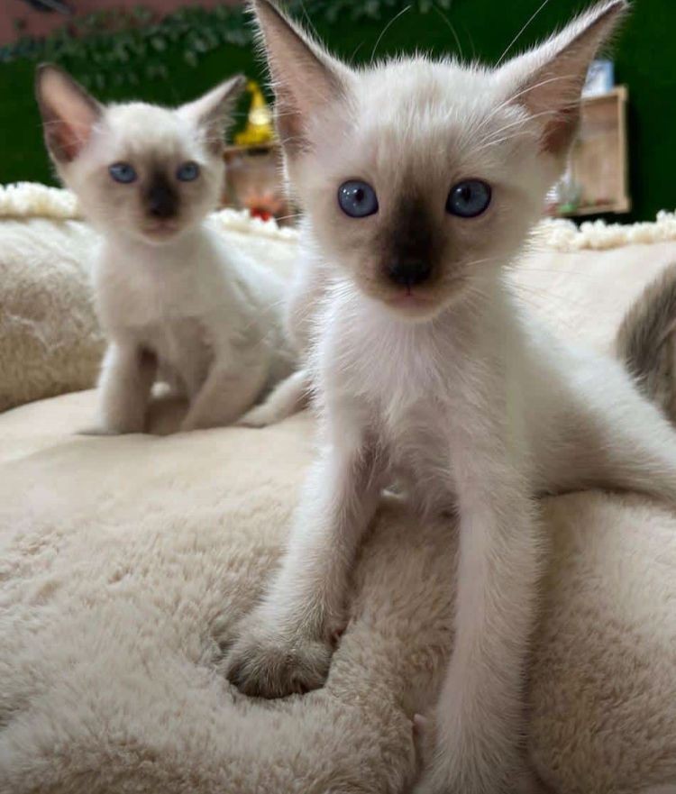 animales y mascotas - Gatos siames hembras y machos puro disponibles. Siamés, cat, mascotas, mininos