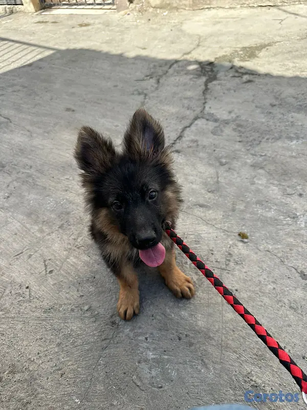 animales y mascotas - Pastor alemán  2