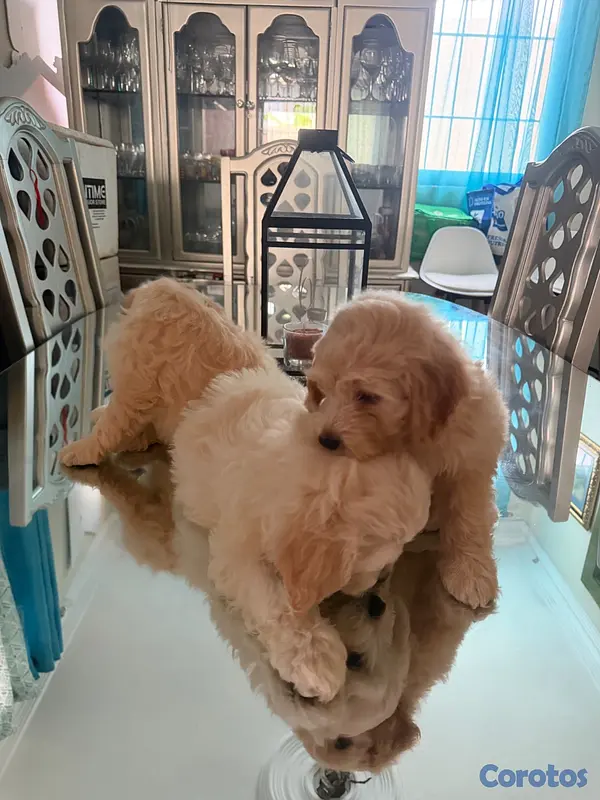animales y mascotas - Vendo Cocker Spaniels 2