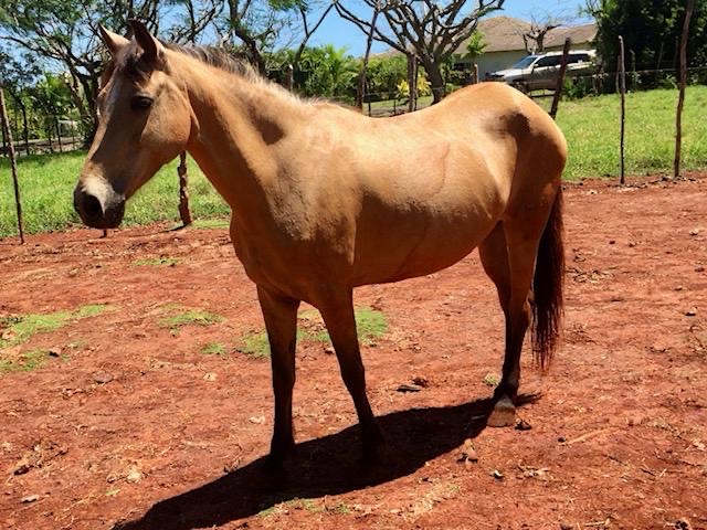 animales y mascotas - Caballos Paso Fino  0