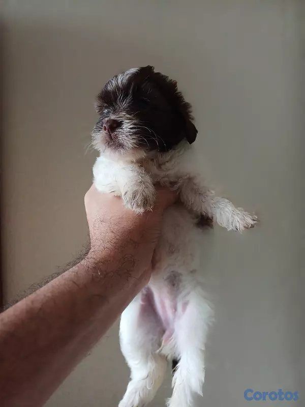 animales y mascotas - Shippo con Matilpoo RD$12,000 2