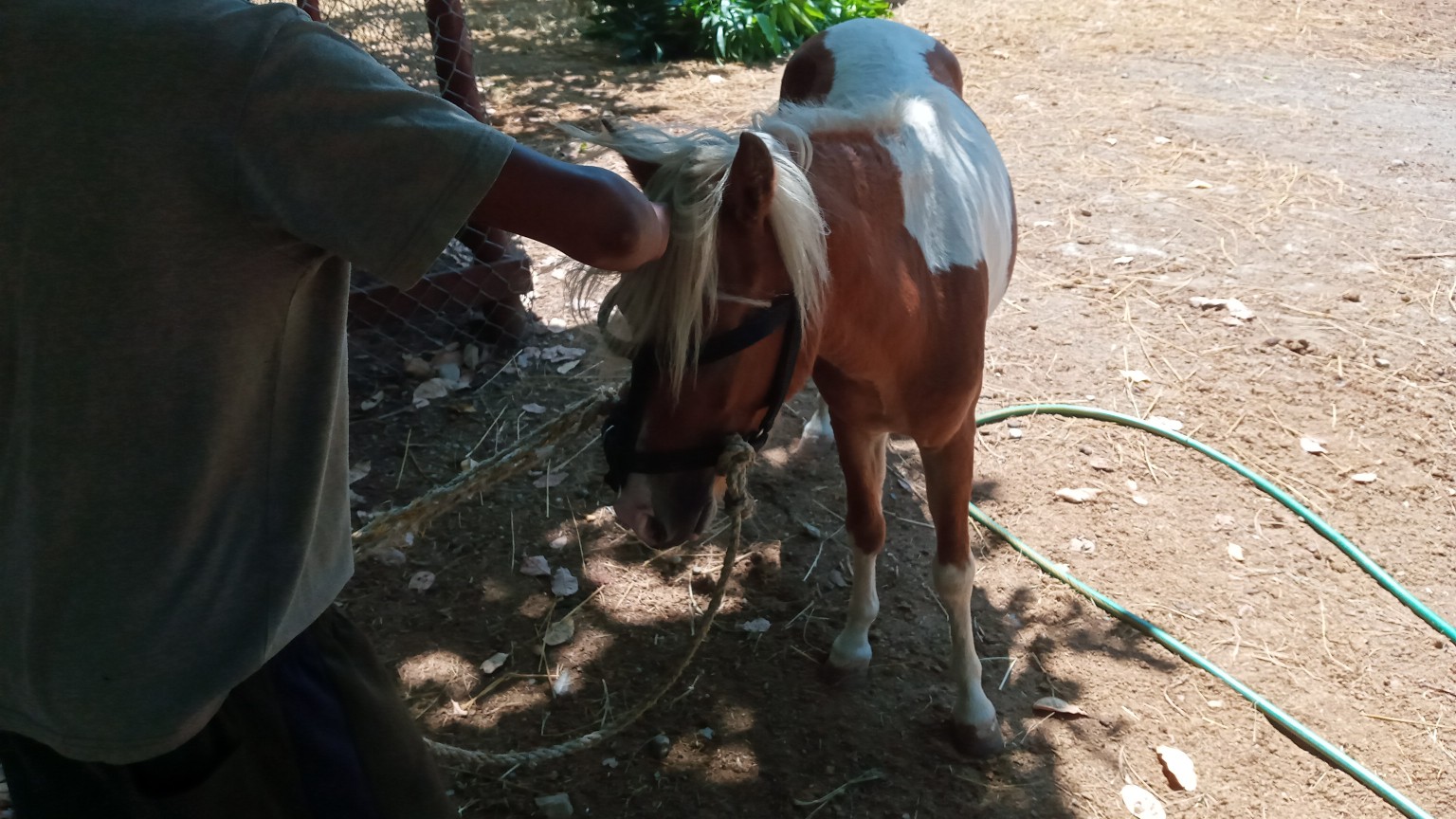 animales y mascotas - Pony macho en venta bani