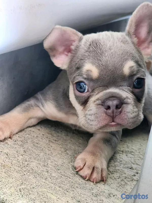animales y mascotas - hermosos cachorritos buldog frances  3