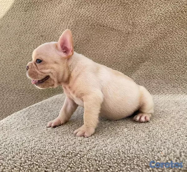 animales y mascotas - bulldog frances  4