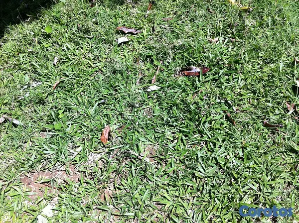 solares y terrenos - Finca en Jarabacoa 4