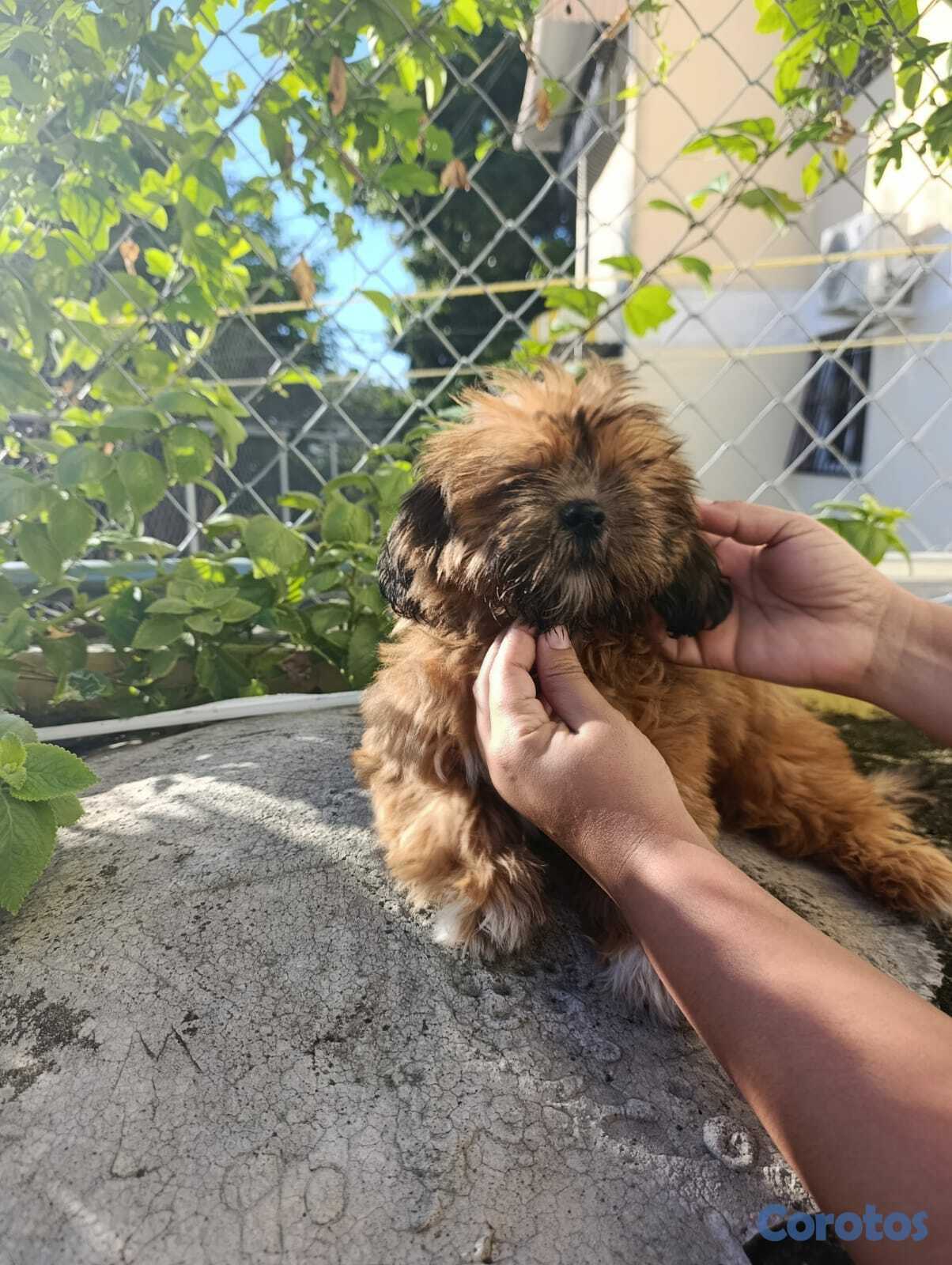 animales y mascotas - Cachorro Shih Tzu  1