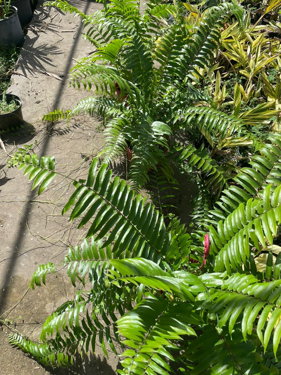 servicios profesionales - Plantas para Eventos 0