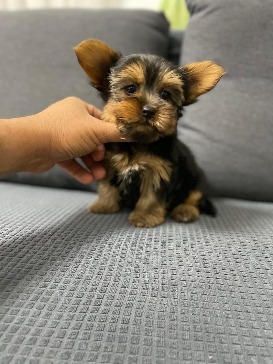 animales y mascotas - OFERTA CACHORRO YORKIE HEMBRA EN UBICADO EN SANTO 
