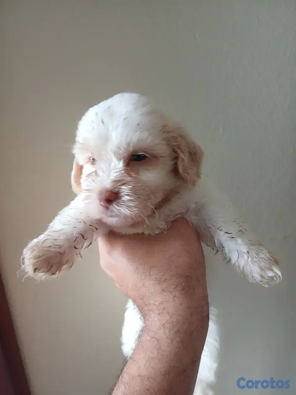 animales y mascotas - Shippo con Matilpoo RD$12,000 3