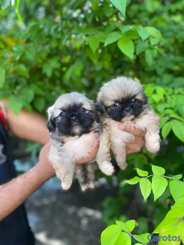 animales y mascotas - Pekinés  3