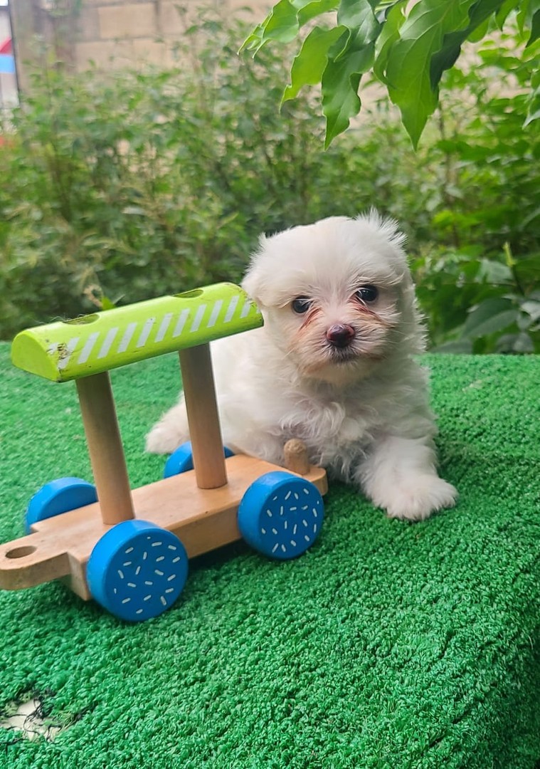 animales y mascotas - Bichón maltés mini toy