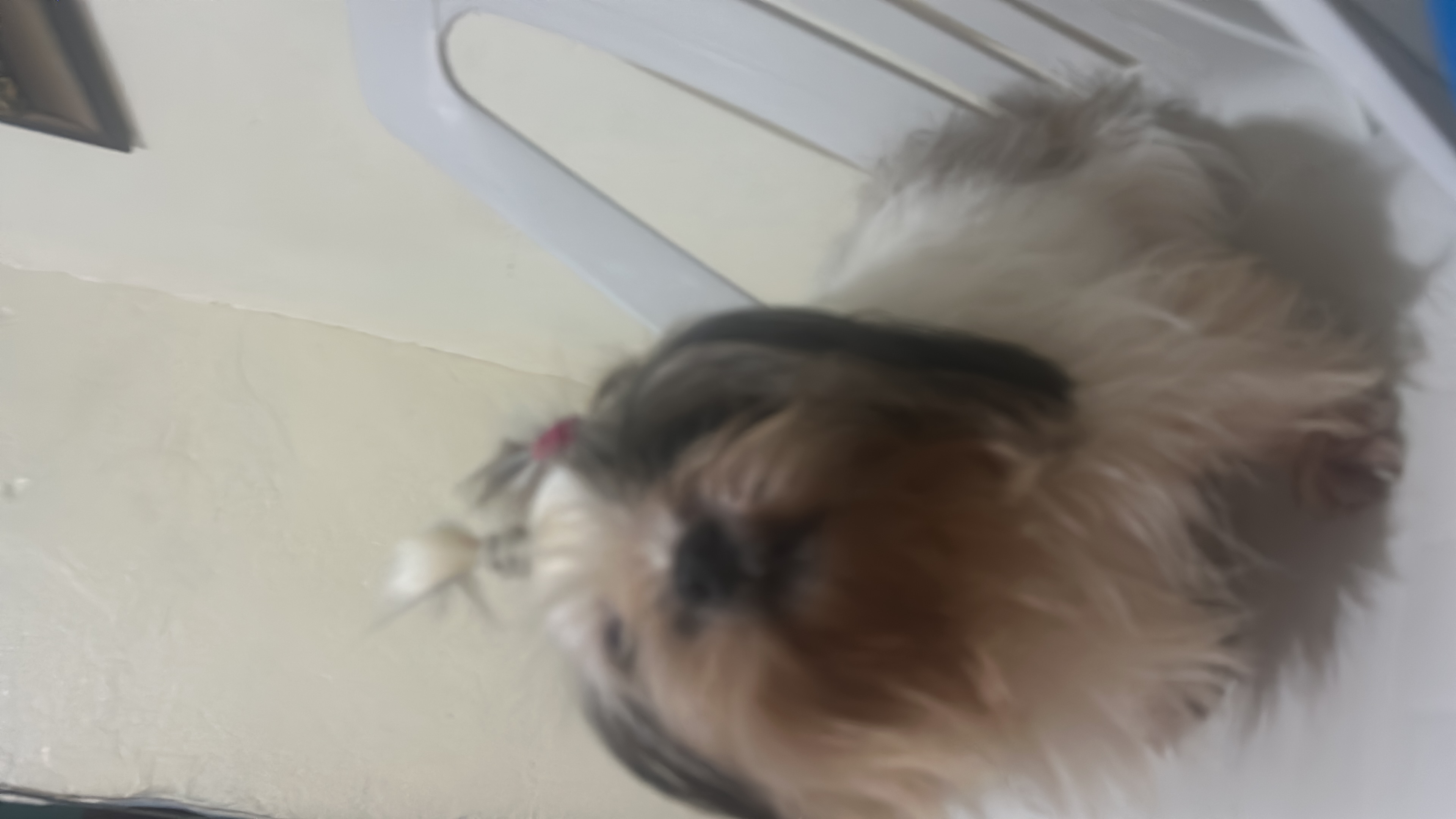 animales y mascotas - Se vende shitzu macho de 2 años en 10,000.00, dispo 1
