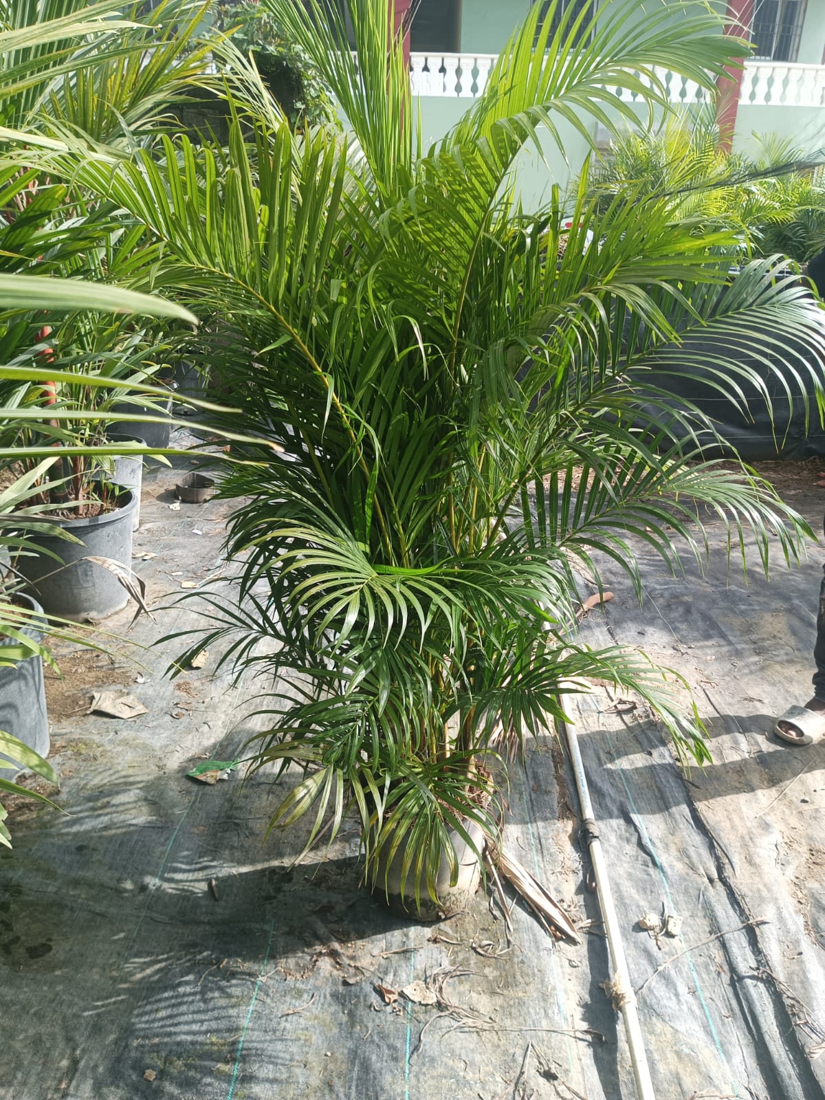servicios profesionales - Plantas para Eventos 1
