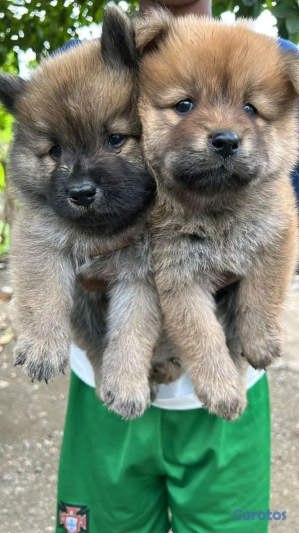 animales y mascotas - Chowchow  2
