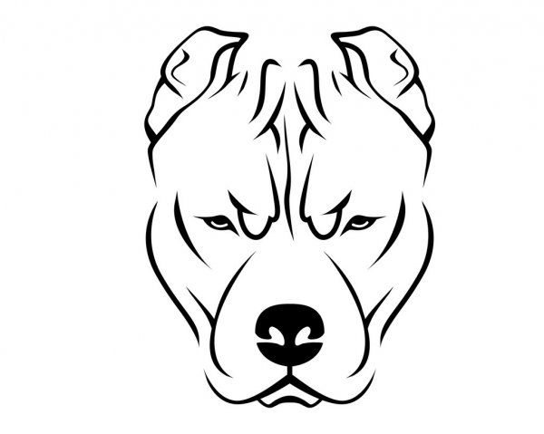 animales y mascotas - Perro Pitbull