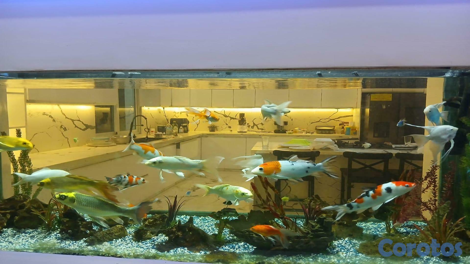 casas - Casa en Venta Santo Domingo Norte 4