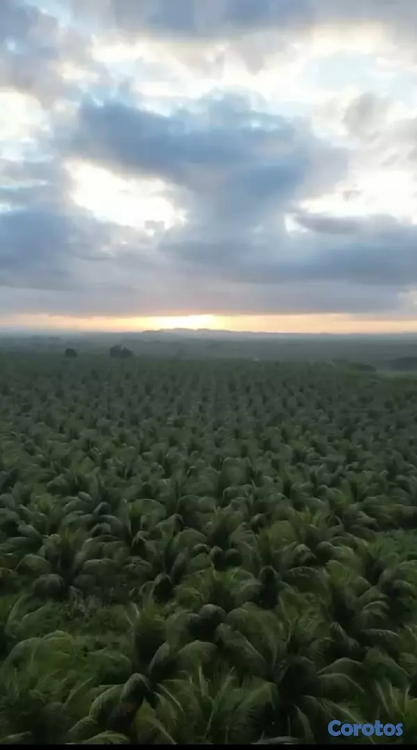 solares y terrenos - Finca de Cocos Enanos en Monte Cristi 8