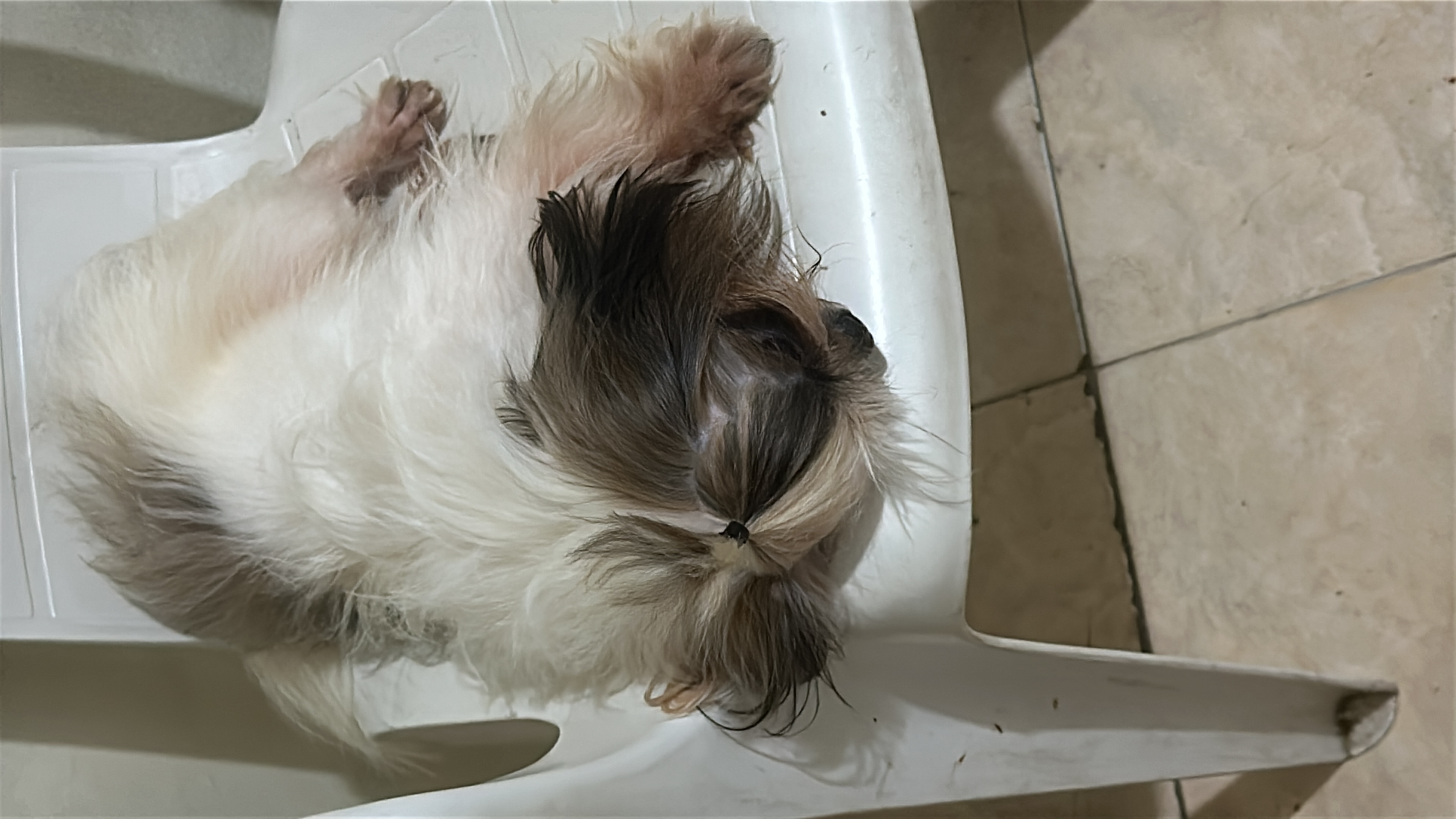 animales y mascotas - Se vende shitzu macho de 2 años en 10,000.00, dispo 5
