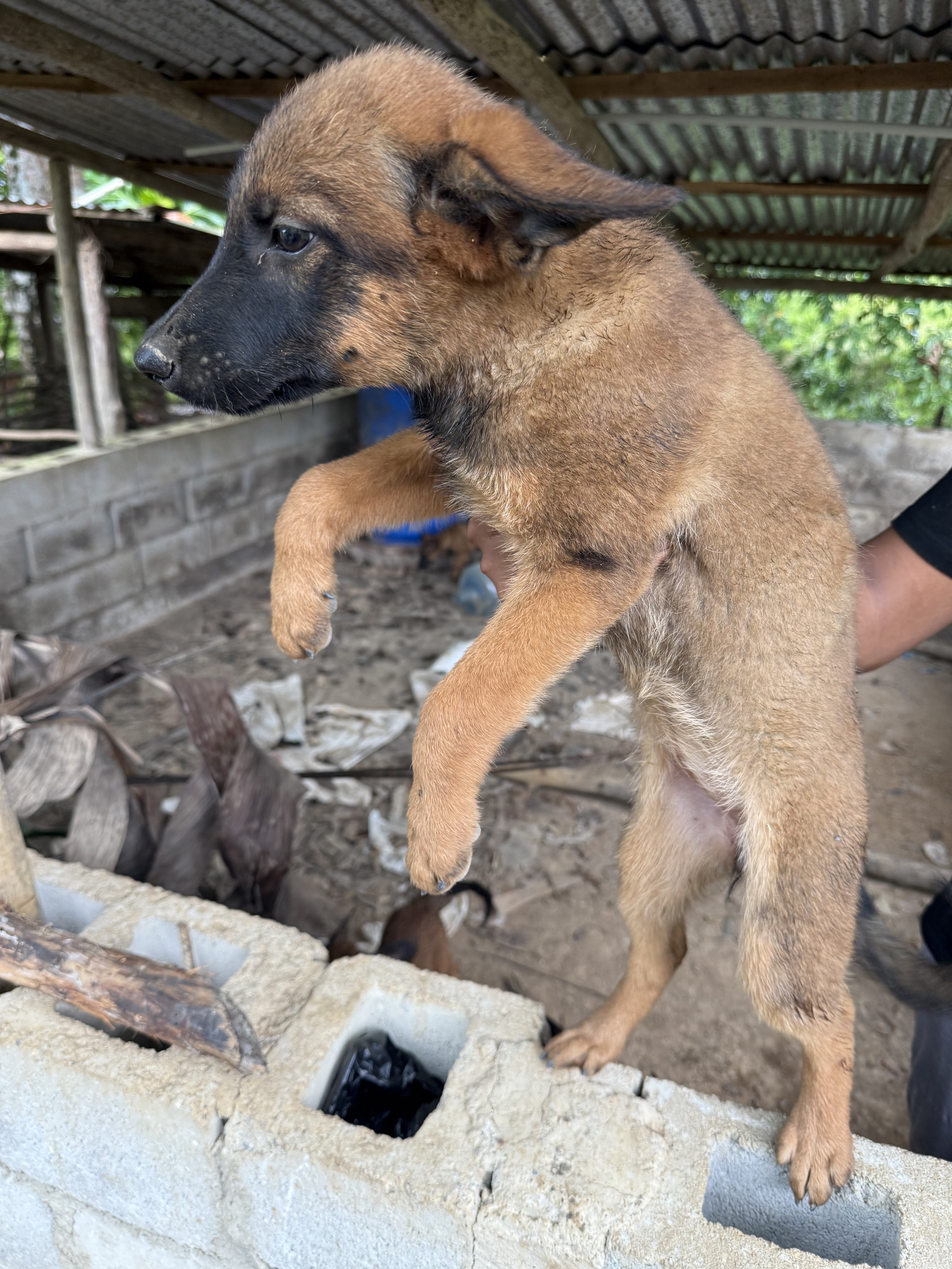 animales y mascotas - cachorro malinois 2
