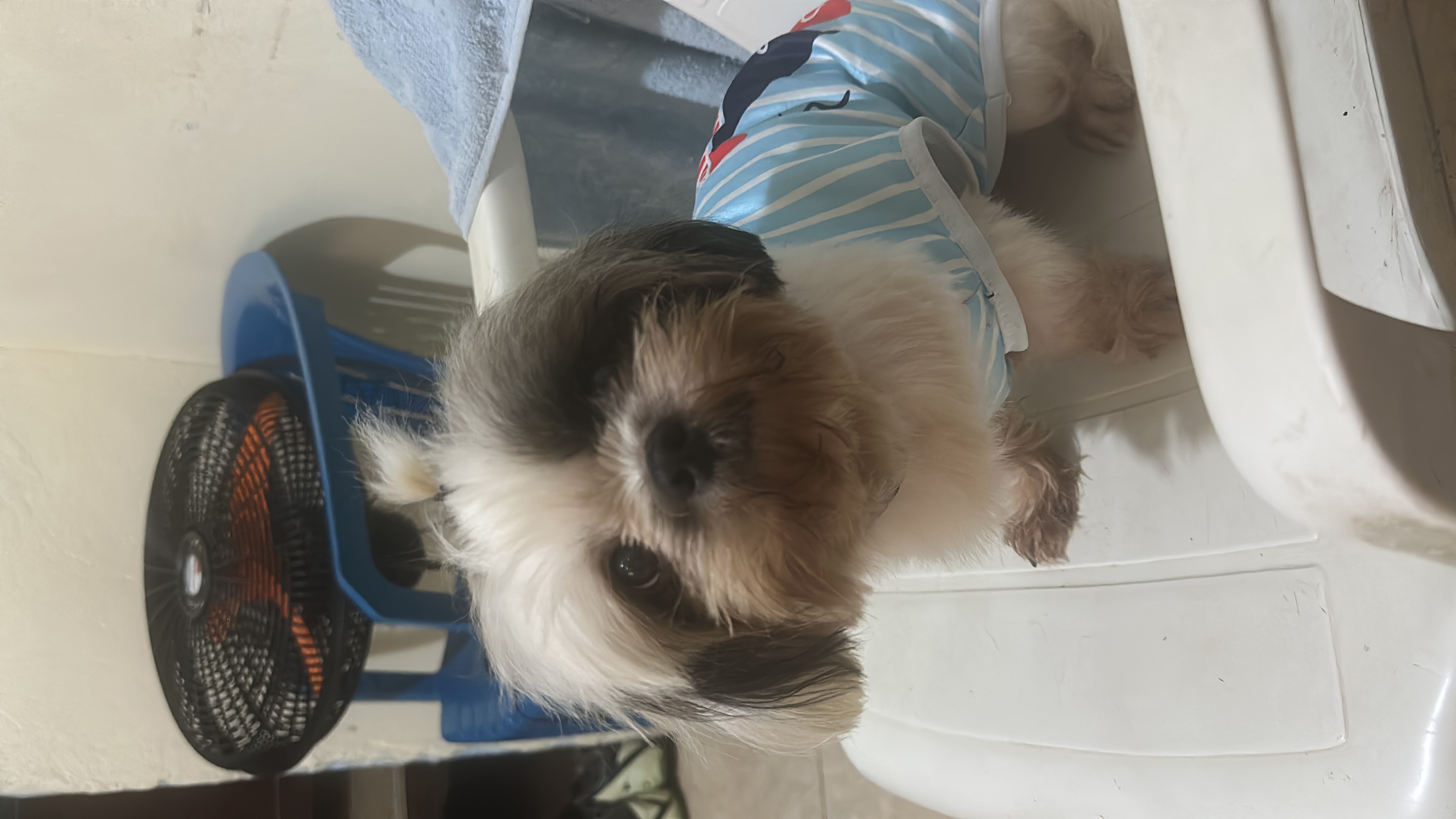 animales y mascotas - Se vende shitzu macho de 2 años en 10,000.00, dispo 2