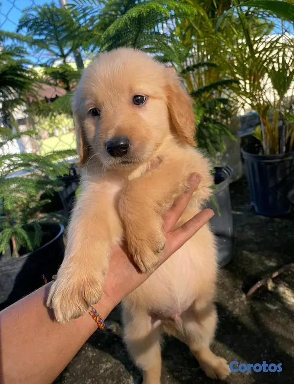 animales y mascotas - HERMOSOS CACHORRITOS DE GOLDEN  2