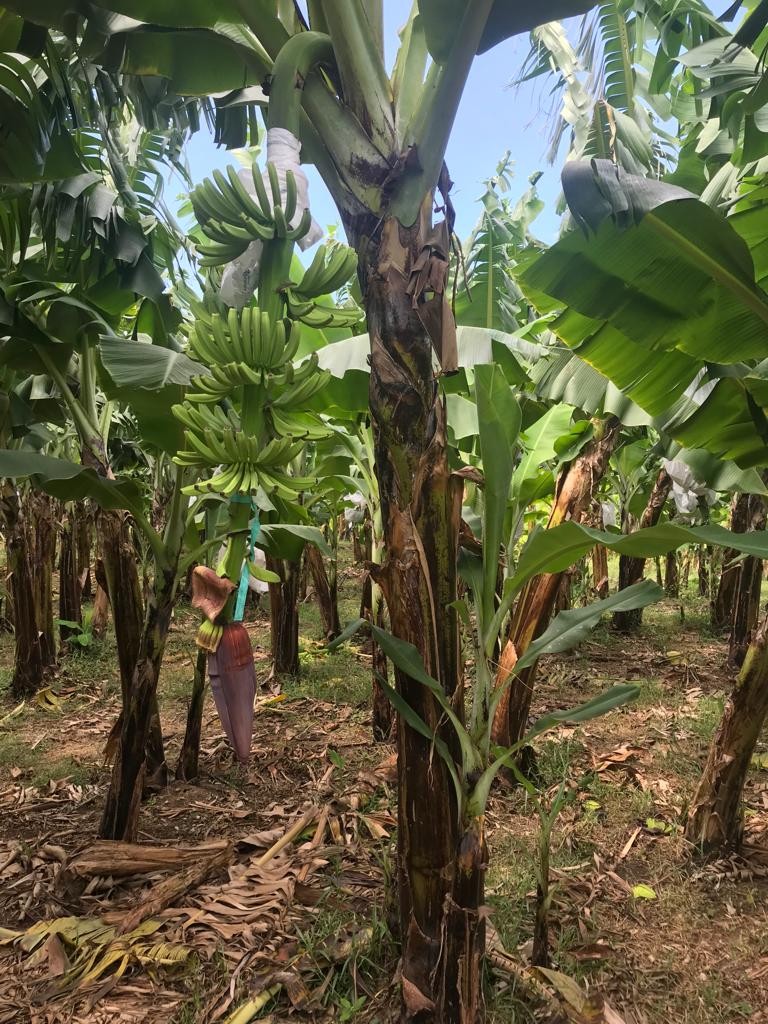 solares y terrenos - Finca 1,700 tareas en Guayubin, Monte Cristi   0