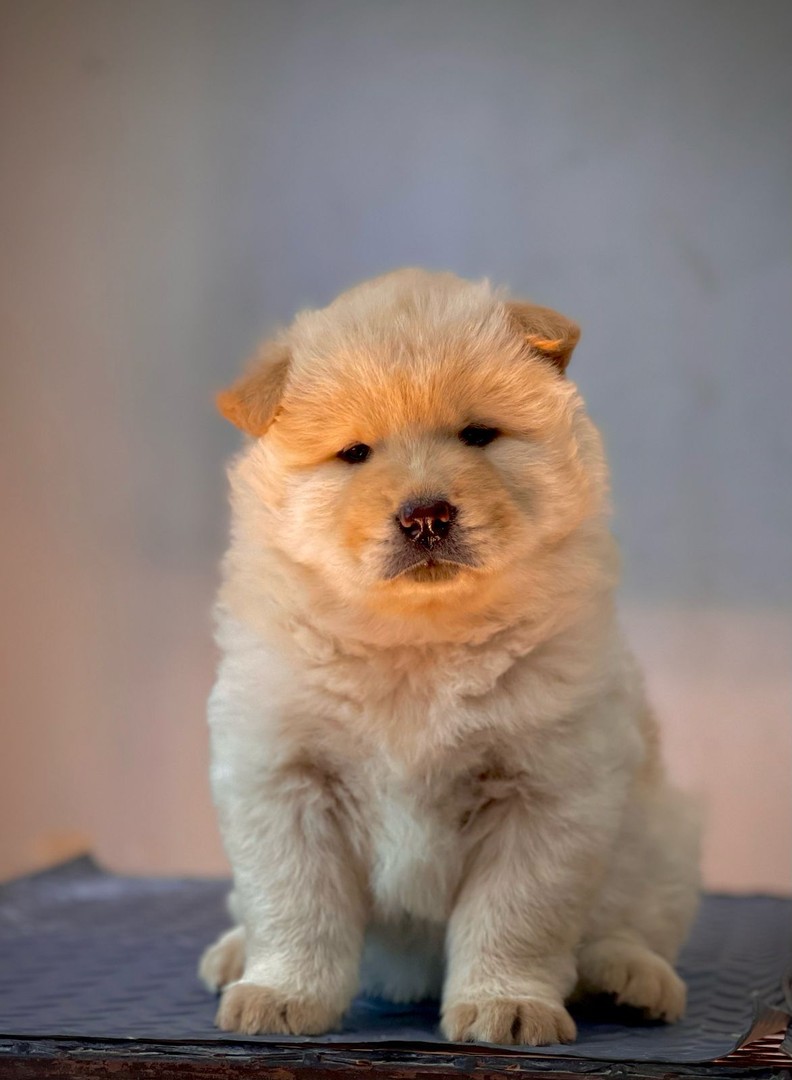 animales y mascotas - Chow chow hembras y machos. Dog, pet, mascotas, cachorro, vet, show , puppy, per