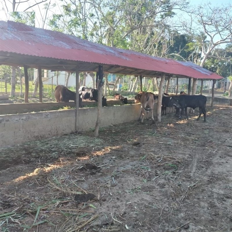 solares y terrenos - Finca Ganadera en Monte con 363 tareas Sabana Grande de Boya 7