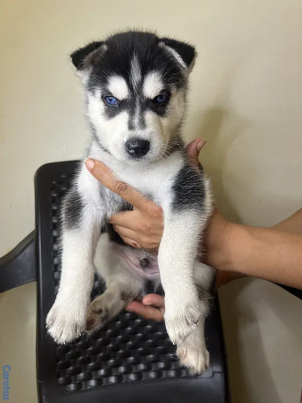 animales y mascotas - cachorros Husky siberianos  2