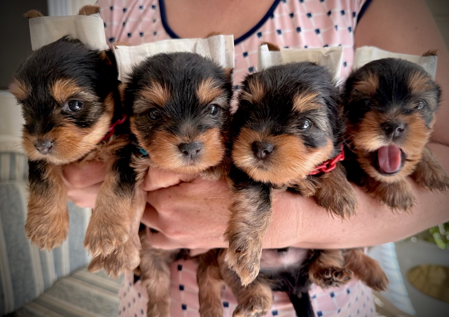 animales y mascotas - Cachorros Yorkie terrier  0