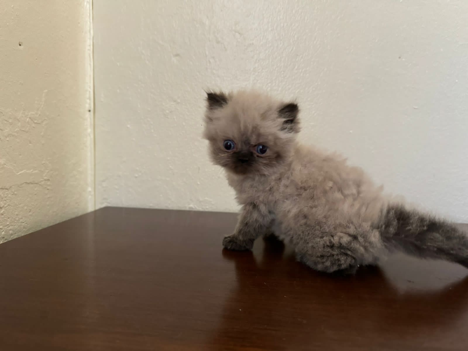 animales y mascotas - OFERTA CACHORRO GATO PERSA MACHO EN SANTO DOMINGO 