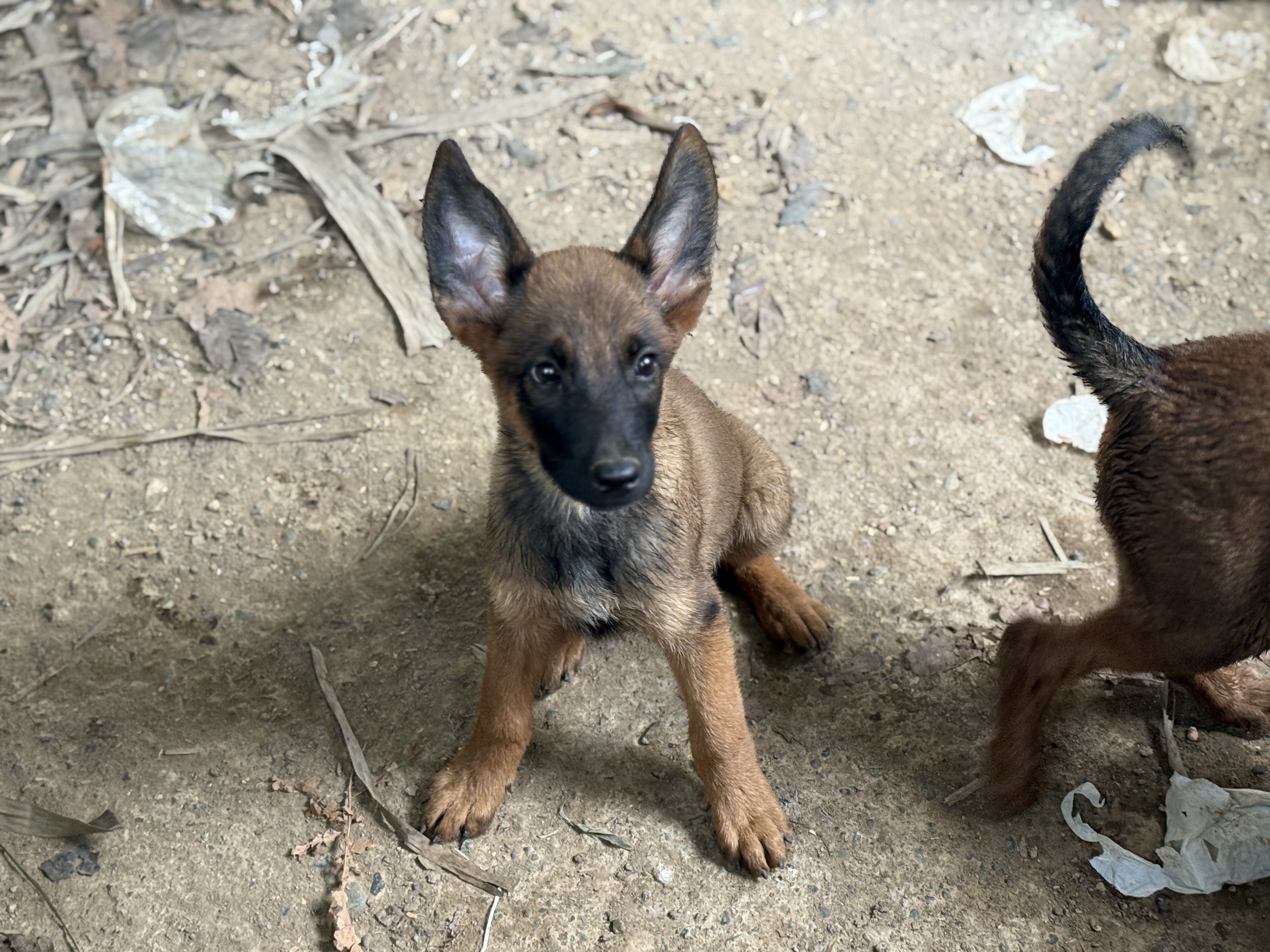 animales y mascotas - cachorro malinois