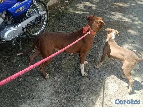 animales y mascotas - pit bul blue terriel  2