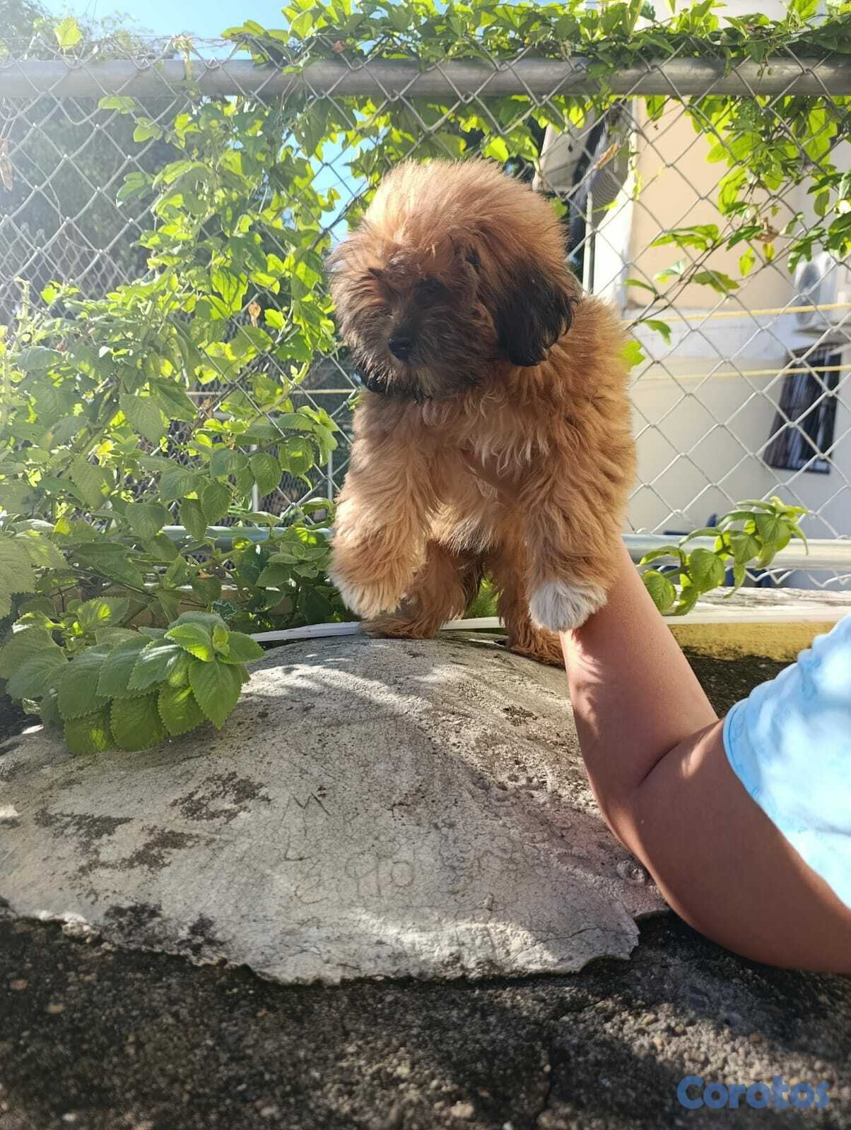 animales y mascotas - Cachorro Shih Tzu  3
