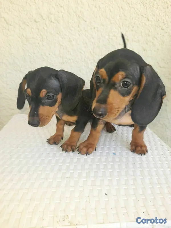 animales y mascotas - hermosos cachorritos dochshund machos 
 5