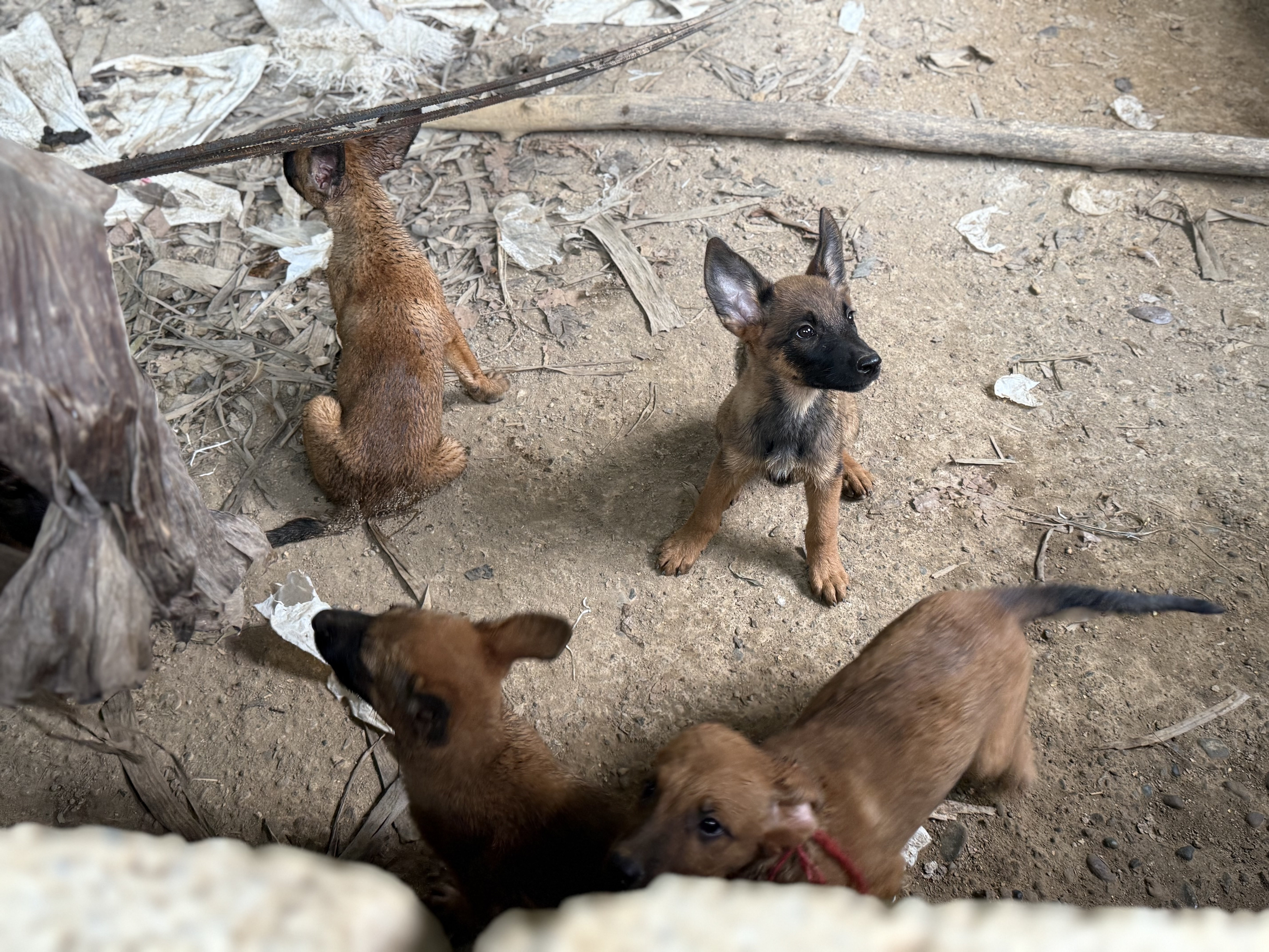 animales y mascotas - cachorro malinois 1