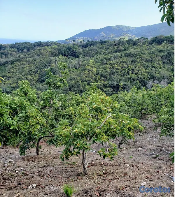 solares y terrenos - Vendo Finca de AGUACATE en Paraíso, BARAHONA, 255, 2