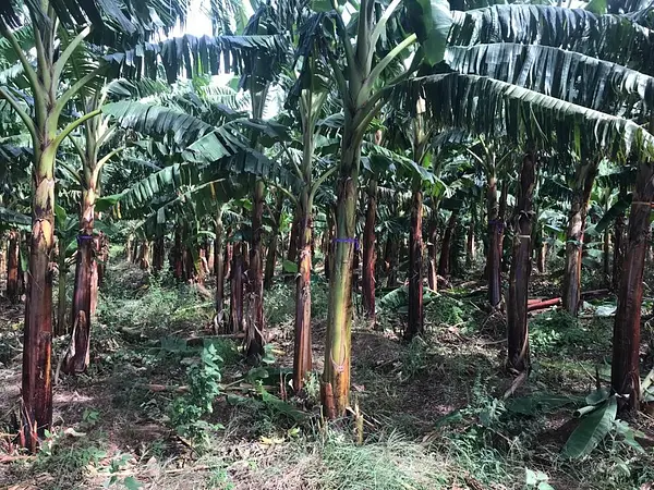 solares y terrenos - Finca 1,700 tareas en Guayubin, Monte Cristi   3