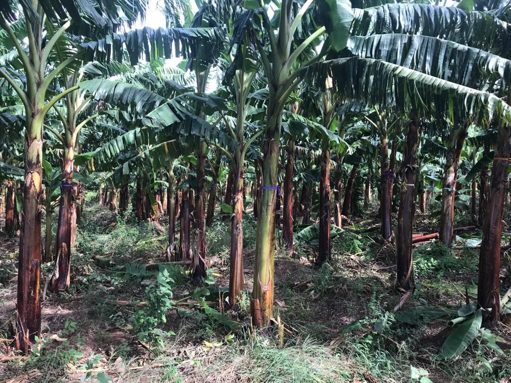 solares y terrenos - Finca 1,700 tareas en Guayubin, Monte Cristi   2