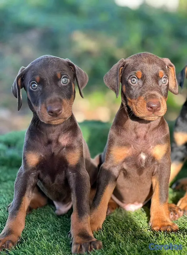 animales y mascotas - hermosos cachorritos de doberman  2